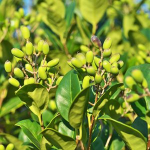 Japanischer Liguster - Ligustrum japonicum (Pflege, Merkmale, Blume,  Bilder, Giftig)