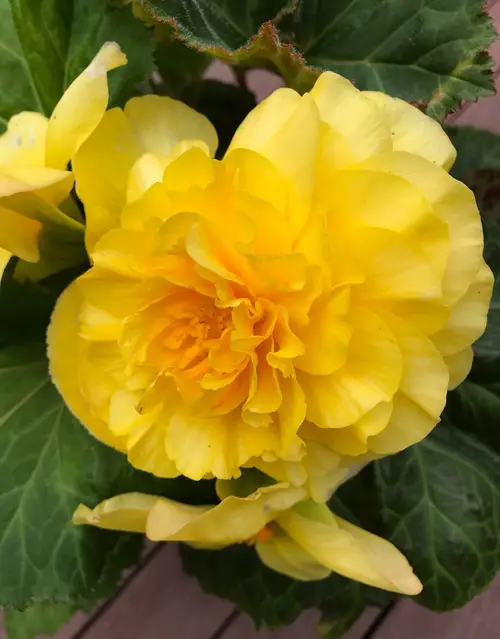 Begonias 'Ruffled Yellow'