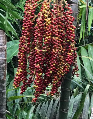 ニカウヤシ (ケア, 特徴, 分布, 画像)