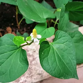 ドクダミの判定方法 (Houttuynia cordata)