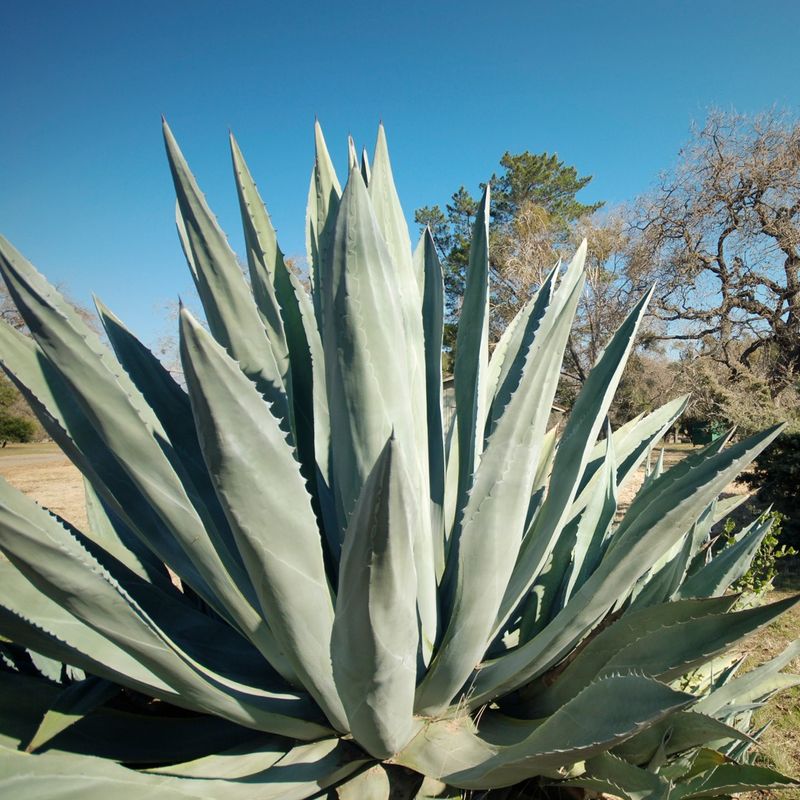 地植え植物　リュウゼツラン、アロエ アガベ（リュウゼツラン）の育て方｜雷神などの品種、地植えの方法も