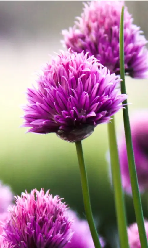 Chives 'Pink Perfection'