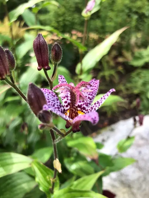Toad lily 'Blue Wonder'