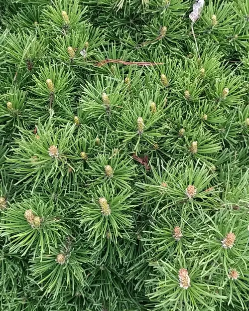 Pinus mugo 'Humpy'