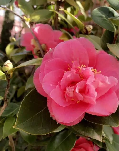 Camellia japonica 'Scentsation'