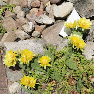 オプンチア・フミフサの育て方・栽培方法