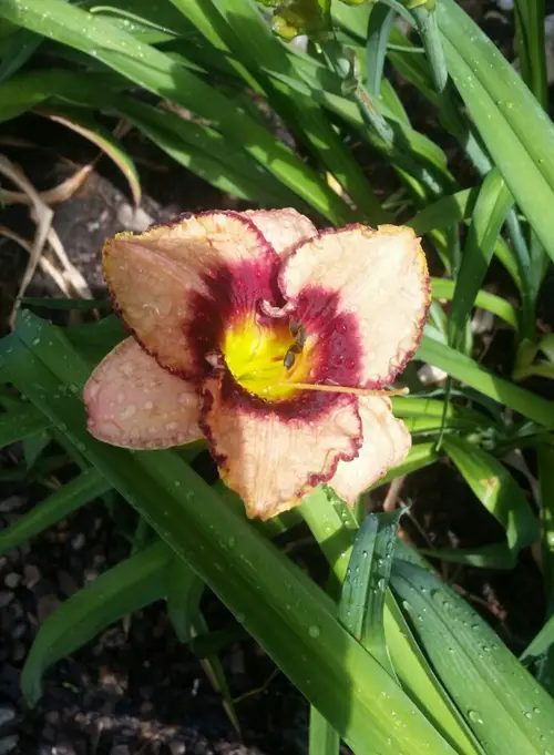 Hemerocallis 'Awesome Blossom'