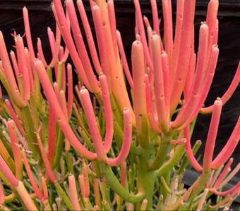 Pencil cactus 'Sticks on Fire' (Euphorbia tirucalli 'Sticks on Fire') -  PictureThis