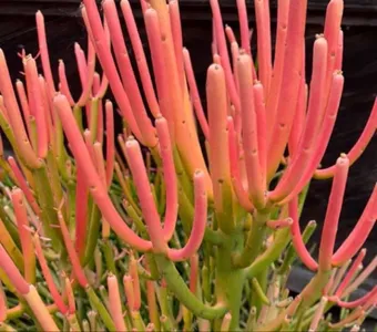 succulent plant seeds Mixed Succulent Plant Seeds - 100pcs Pack - Variety of Colors and Types