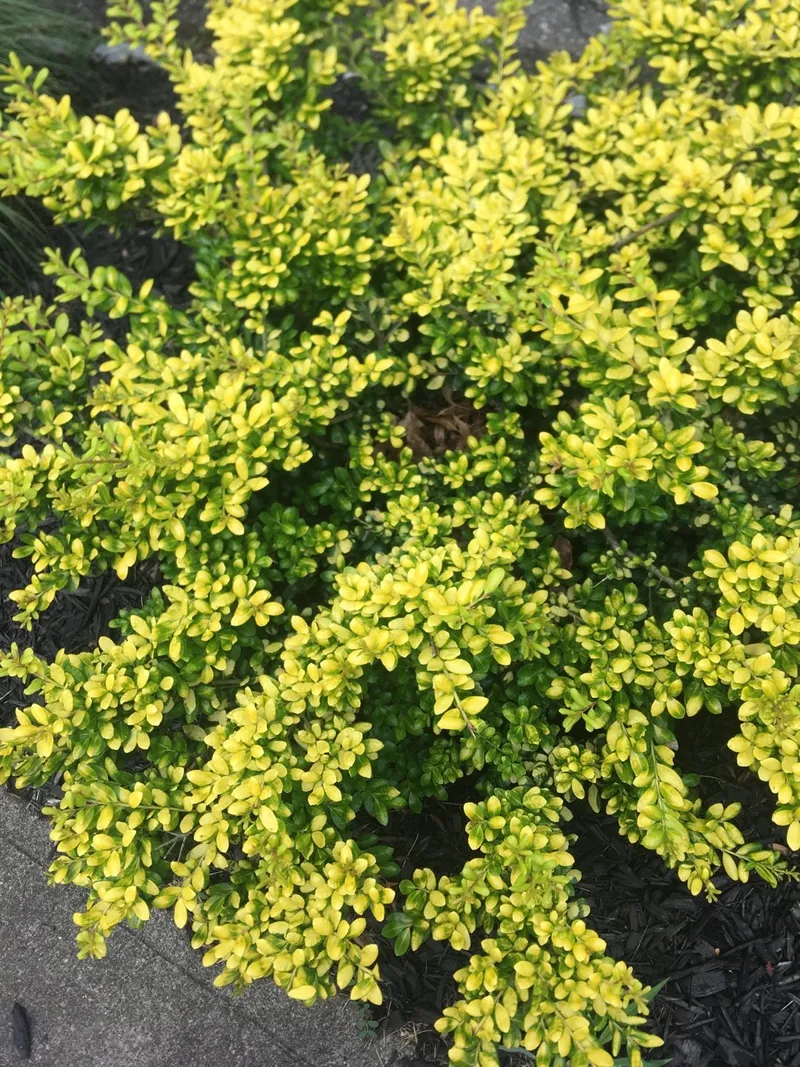 thuja hecke dünger Thuja Dünger | perfekt gedüngte Koniferen-Pflanzen!