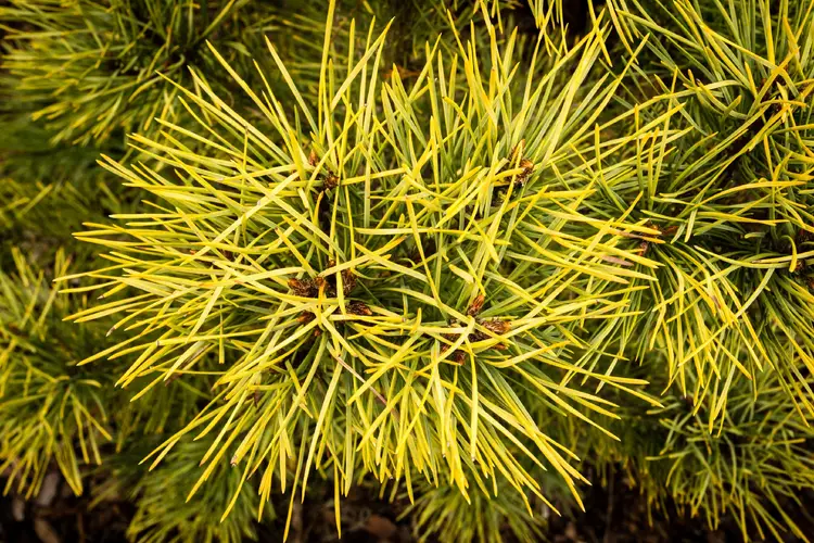 Scots pine 'Aurea'