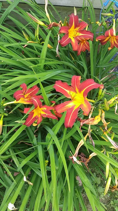 Daylilies 'Autumn Red'