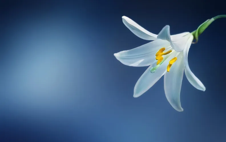 Lilium candidum | madonnalelie - Hortus Alkmaar