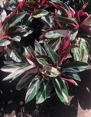 Never-never-plant 'Tricolor' (Ctenanthe oppenheimiana 'Tricolor') -  PictureThis