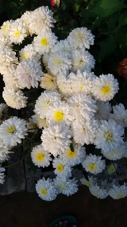 Chrysanthemum 'Anna Marie'