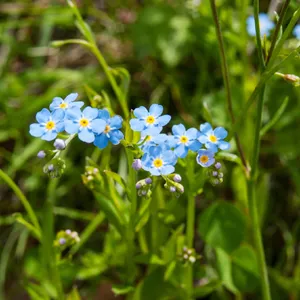 シンワスレナグサ（真勿忘草） (ケア, 特徴, 花, 画像)