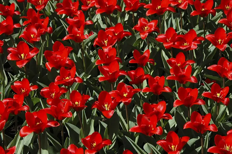 Water-lily tulip 'Showwinner'