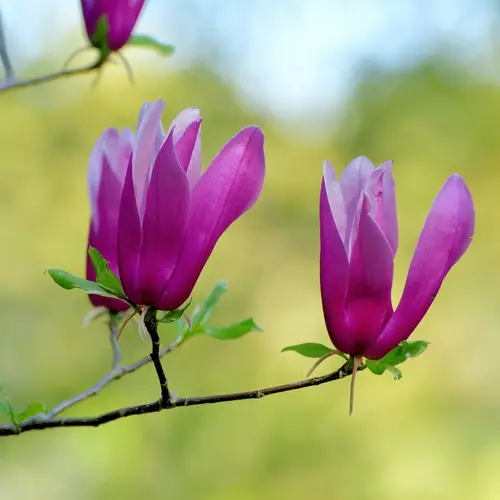 Purpur-magnolie