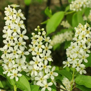 エゾノウワミズサクラ エゾノウワミズザクラ - Wikipedia