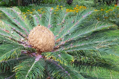 ソテツ属の判定方法 (Cycas)