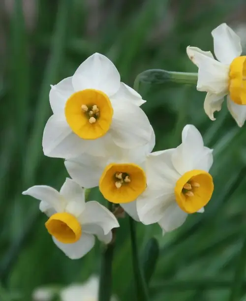 Narcissus tazetta 'Canaliculatus'