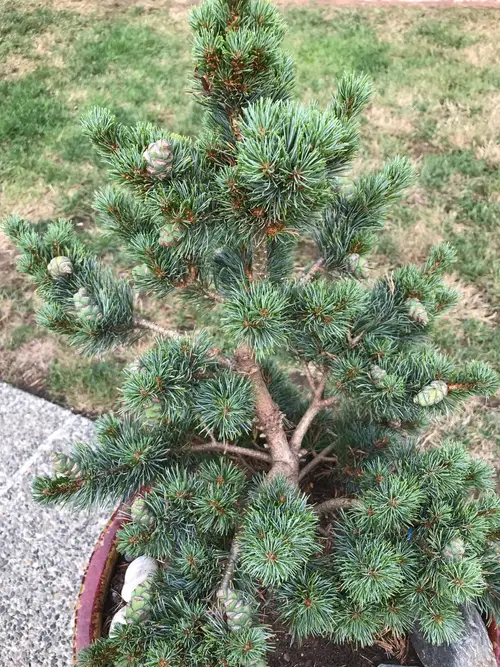 Pinus parviflora 'Hagoromo Seedling'