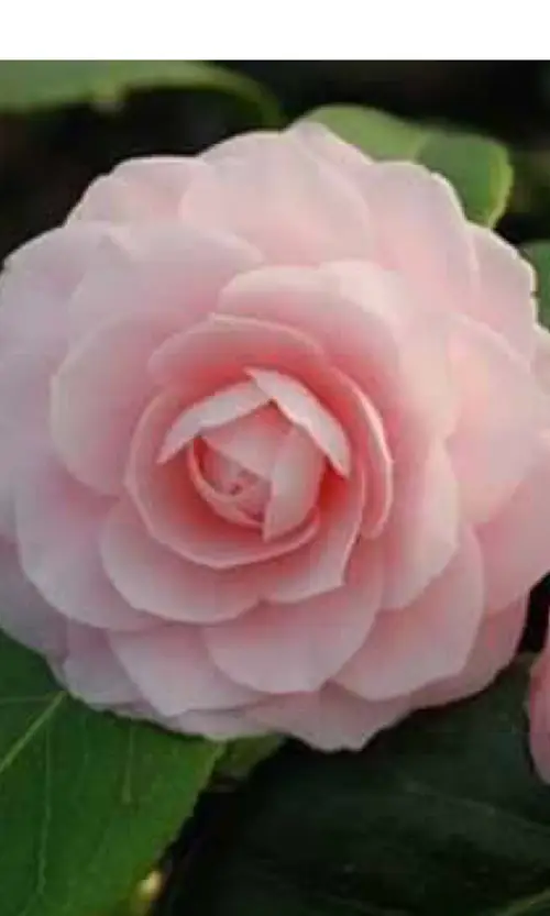 Japanese camellia 'Ave Maria'