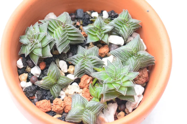 カクレイ (Crassula corymbulosa) - PictureThis