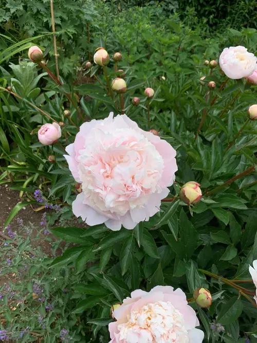 Chinese peony 'Mother's Choice'