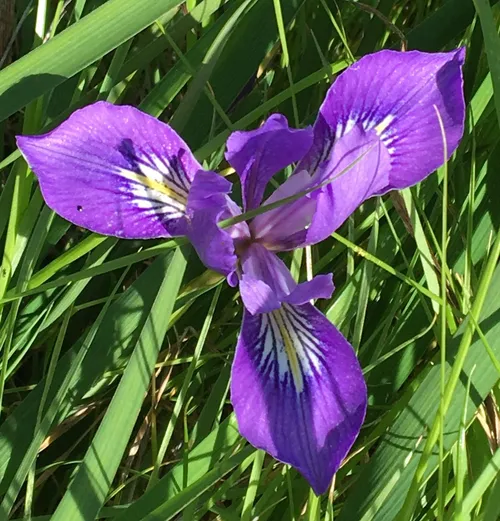 ダグラスアイリス (Iris douglasiana) - PictureThis