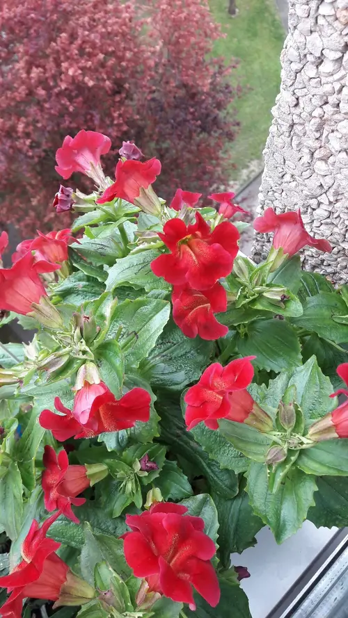 Mimulus luteus 'Highland Red'