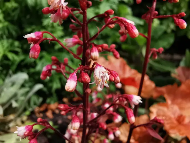 Coral bells 'Fire Chief'