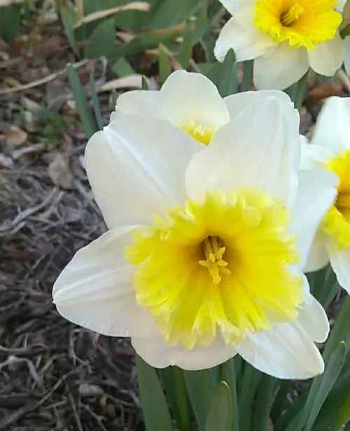 Daffodils 'Slim Whitman'