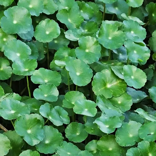 Hydrocotyle à ombelle
