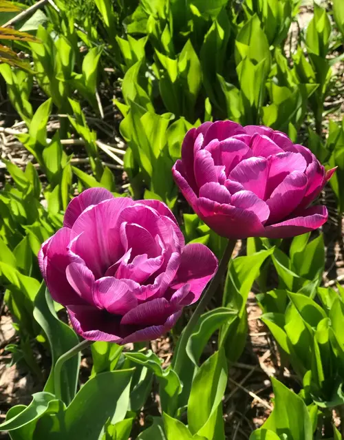 Tulips 'Showcase'