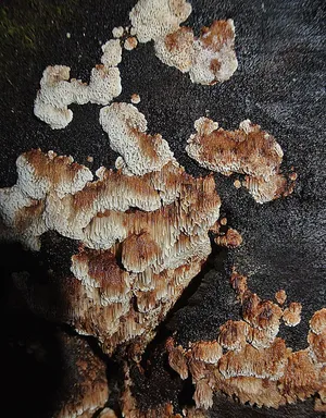 ツガサルノコシカケ科 (Fomitopsidaceae) - PictureThis