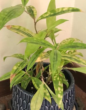 How to Grow and Care for Gold dust dracaena 'Mike'