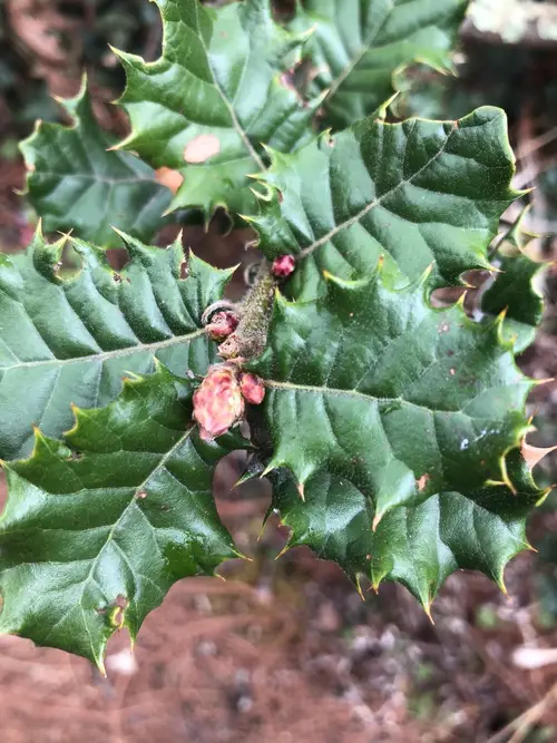 Quercus spinosa