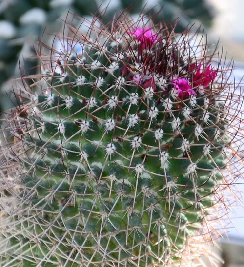 Mammillaria (Mammillaria senilis) - PictureThis