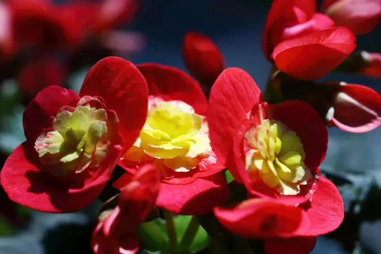 Begonia 'Flamboyant'