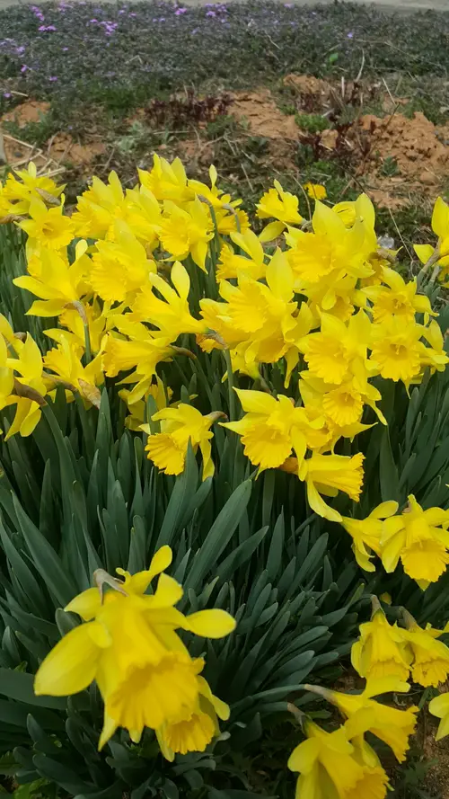 Daffodils 'Dutch Master'