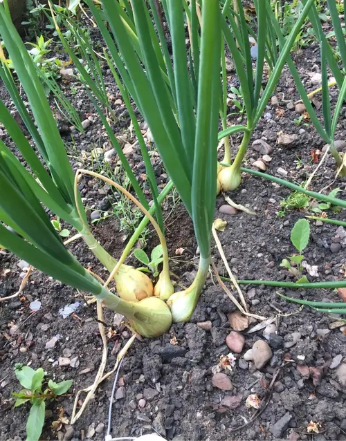 Garden onion 'Centurion'