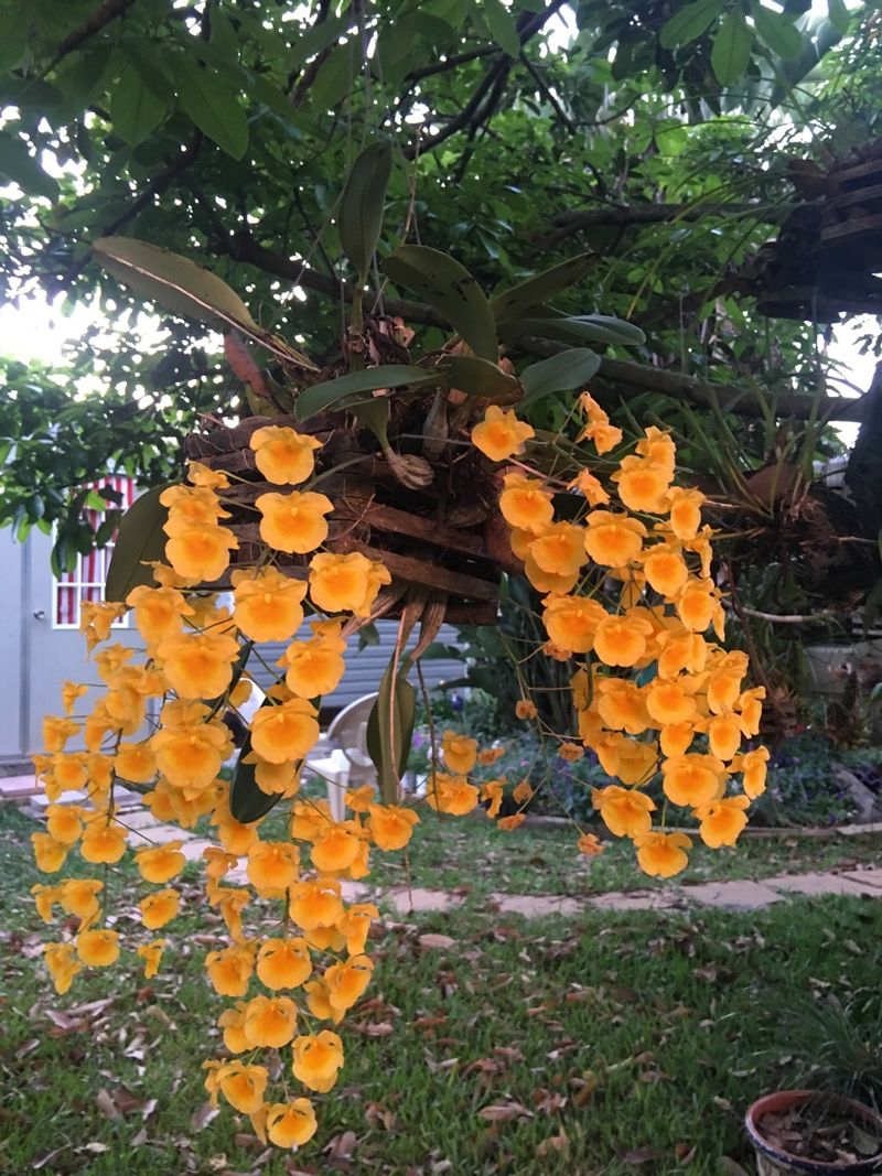 本物の花 縁取り24K純金 ／デンドロビウム 本物の花 縁取り24K純金 ／デンドロビウム♤プリザーブドフラワー