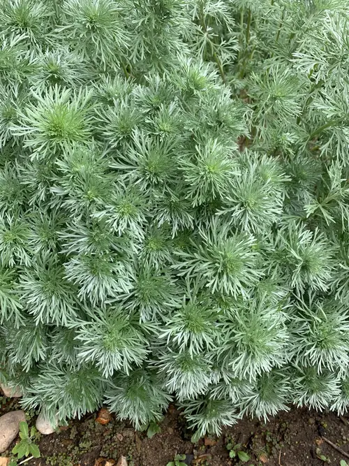 Artemisia schmidtiana 'Silver Mound'