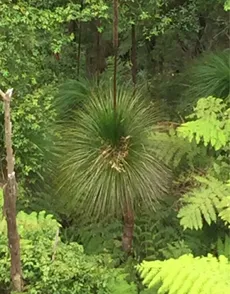 Xanthorrhoea preissiiの育て方・栽培方法