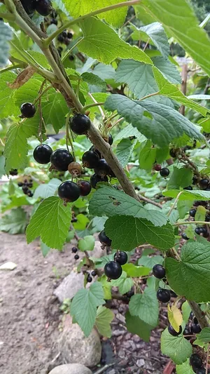 Bacche Succose Del Ribes Nero, Rosso, Bianco Su Un Ramo Con Le Foglie Isolate Fondo Per Imballare 146461582 - Foto 9