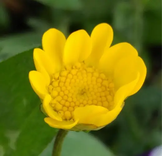 黃晶菊