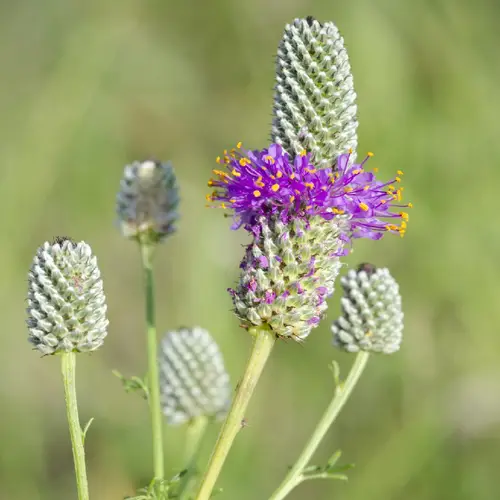 Purple prairie-clover