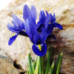 イリス・レティクラタ (ケア, 特徴, 花, 画像)