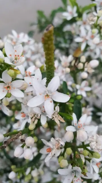 Eriostemon myoporoides 'Flower Girl White'